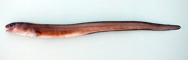 几内亚副康吉鳗(Paraconger notialis)