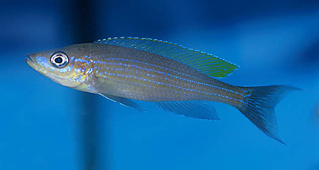 布氏副爱丽鱼(Paracyprichromis brieni)