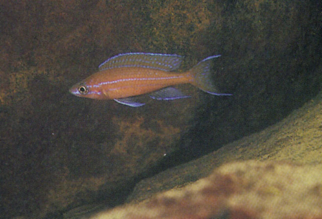 黑翅副爱丽鱼(Paracyprichromis nigripinnis)