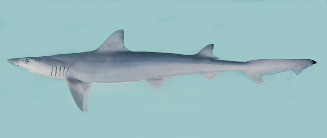 兰氏副沙条鲨(Paragaleus randalli)