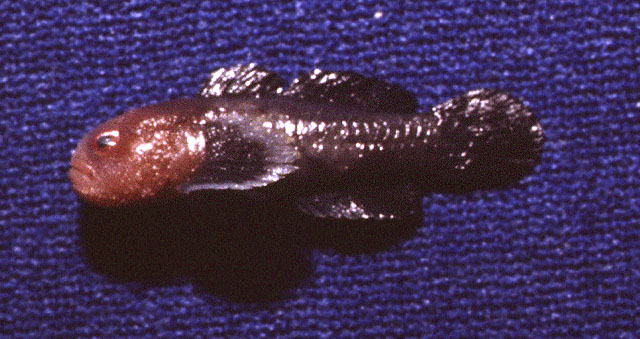 疣副叶虾虎(Paragobiodon modestus)