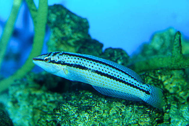 花鳍副海猪鱼(Parajulis poecilepterus)