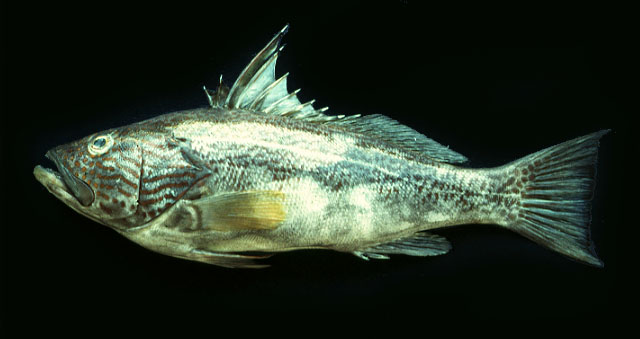 南方副鲈(Paralabrax callaensis)