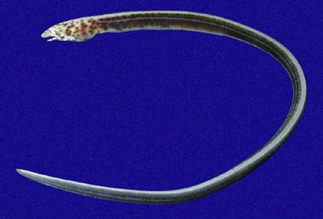 太平洋副丽蛇鳗(Paraletharchus pacificus)