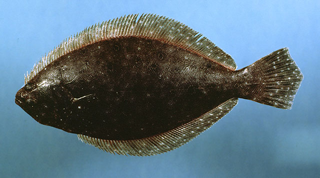 细齿牙鲆(Paralichthys dentatus)