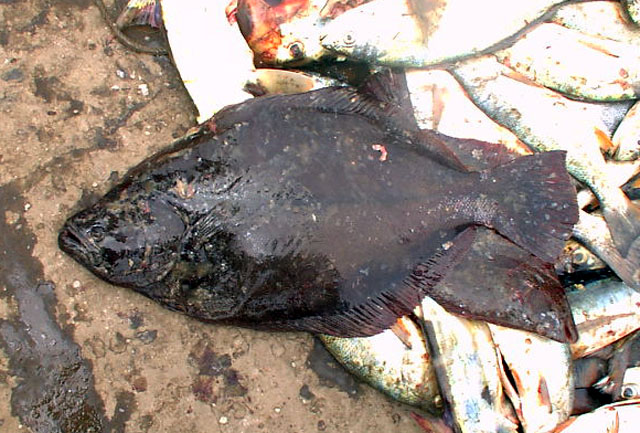 小眼牙鲆(Paralichthys microps)