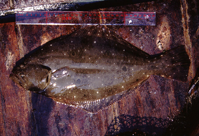 牙鲆(Paralichthys olivaceus)