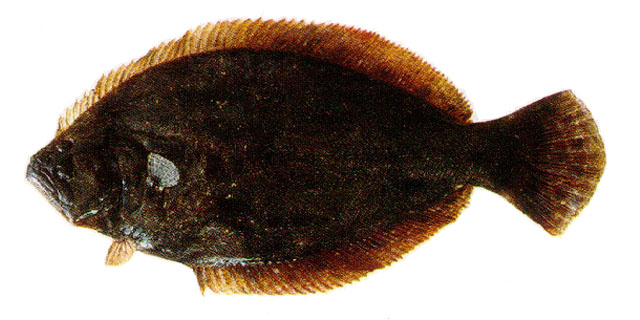 阿根廷牙鲆(Paralichthys orbignyanus)