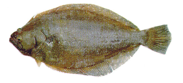 巴塔戈尼牙鲆(Paralichthys patagonicus)
