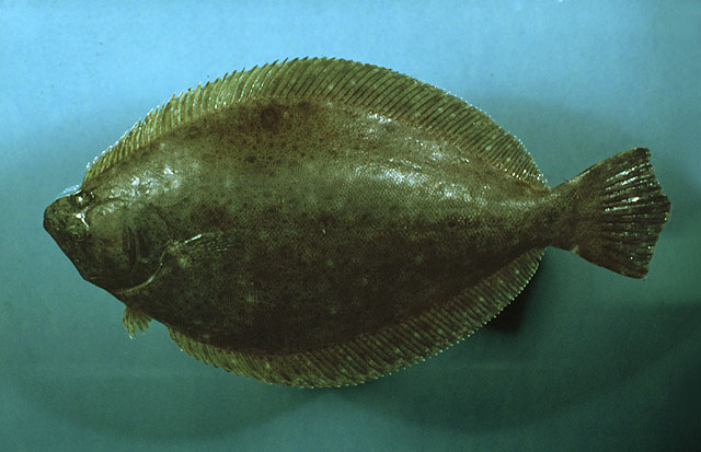 宽牙鲆(Paralichthys squamilentus)