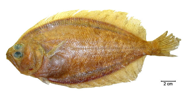 三眼牙鲆(Paralichthys triocellatus)