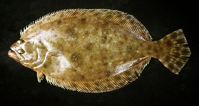 热带牙鲆(Paralichthys tropicus)