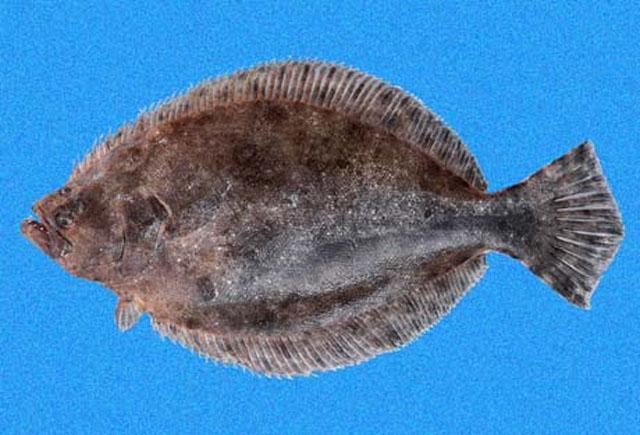 伍氏牙鲆(Paralichthys woolmani)