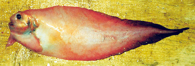 桃色副狮子鱼(Paraliparis grandis)