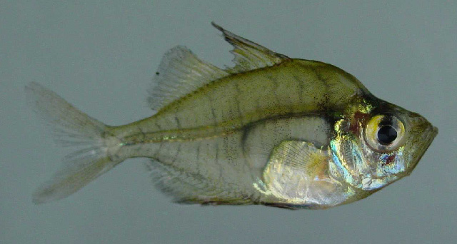 茎副双边鱼(Parambassis baculis)
