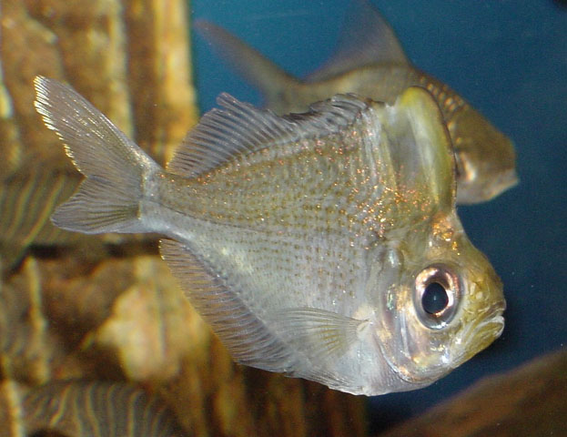 高身副双边鱼(Parambassis pulcinella)