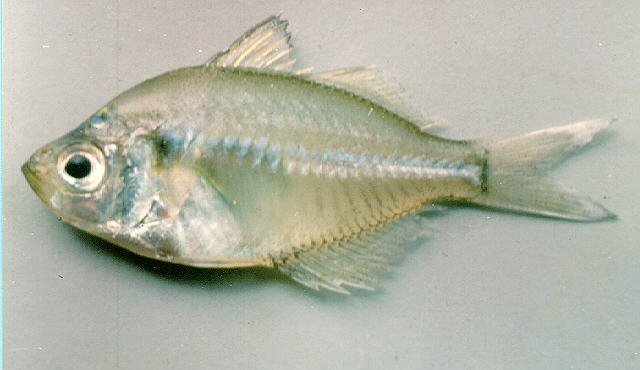 暹罗副双边鱼(Parambassis siamensis)