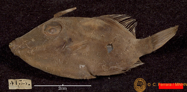 三叉牙副单角鲀(Paramonacanthus tricuspis)