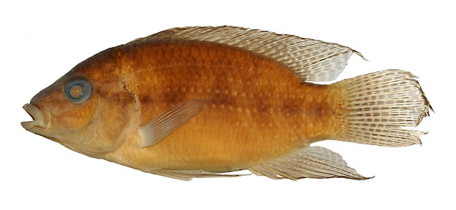 阿氏副南丽鱼(Parananochromis axelrodi)