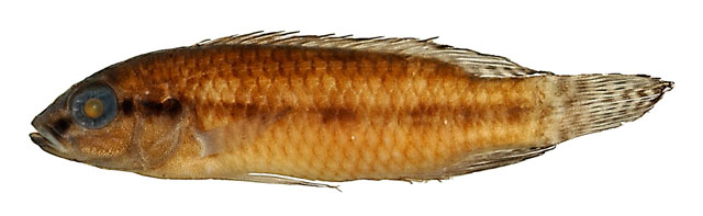短吻副南丽鱼(Parananochromis brevirostris)