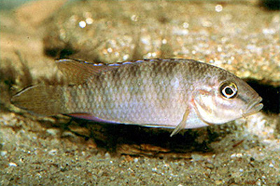 尾纹副南丽鱼(Parananochromis caudifasciatus)