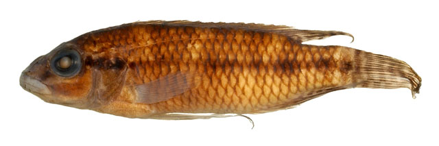 饰妆副南丽鱼(Parananochromis ornatus)