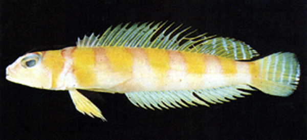 黄拟鲈(Parapercis aurantiaca)