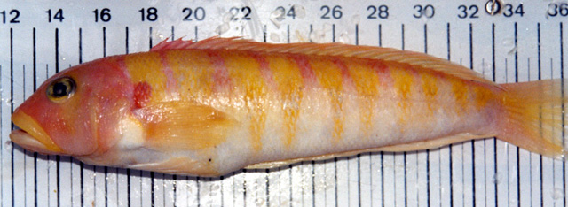 班氏拟鲈(Parapercis banoni)