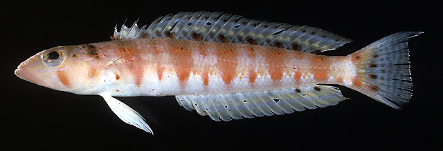 日本拟鲈(Parapercis basimaculata)