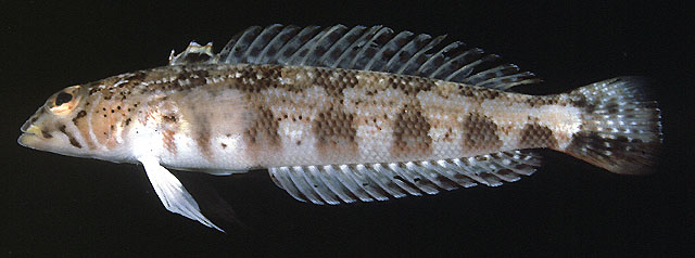 六斑拟鲈(Parapercis diagonalis)