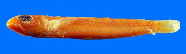 黄鳍拟鲈(Parapercis flavescens)