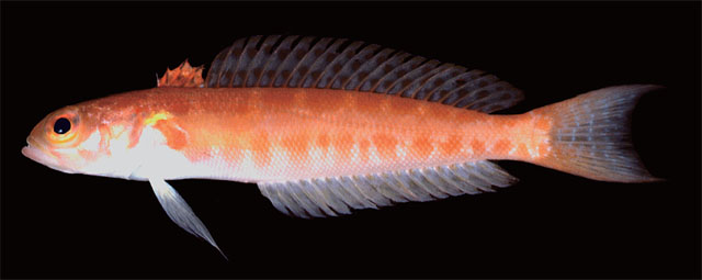 红背拟鲈(Parapercis natator)