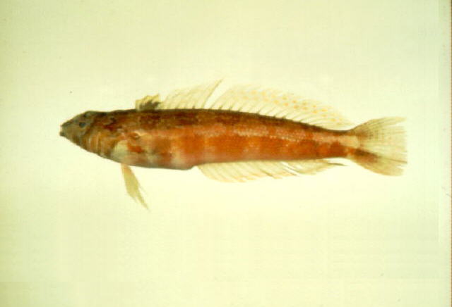 美拟鲈(Parapercis pulchella)