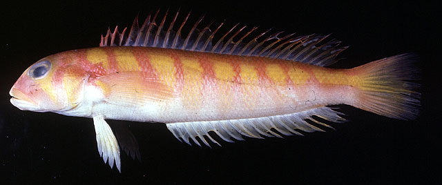 红带拟鲈(Parapercis roseoviridis)
