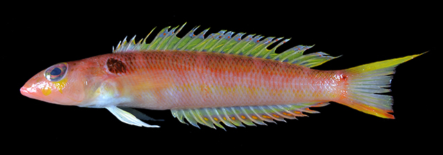 淡红拟鲈(Parapercis rufa)