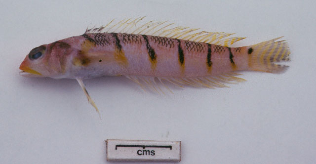 六横带拟鲈(Parapercis sexlorata)