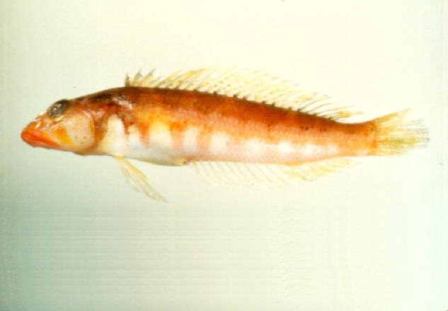 索马里拟鲈(Parapercis somaliensis)