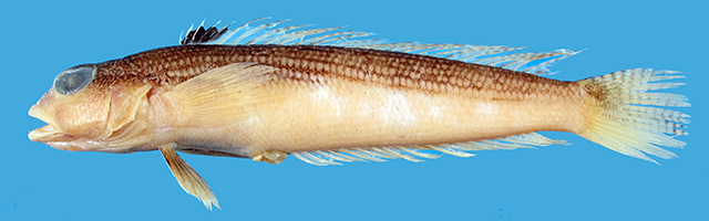斑棘拟鲈(Parapercis striolata)