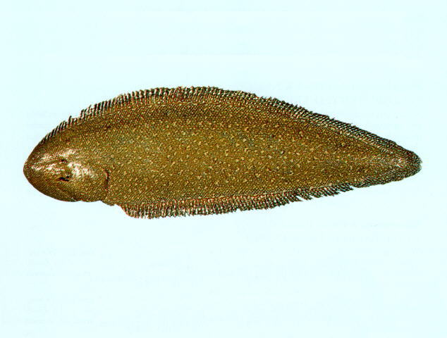 双线须鳎(Paraplagusia bilineata)