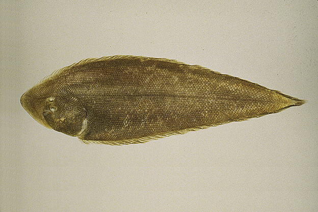 布氏须鳎(Paraplagusia blochii)