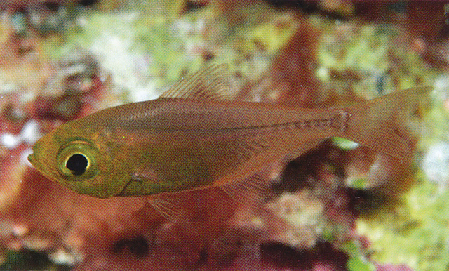 异副单鳍鱼(Parapriacanthus dispar)