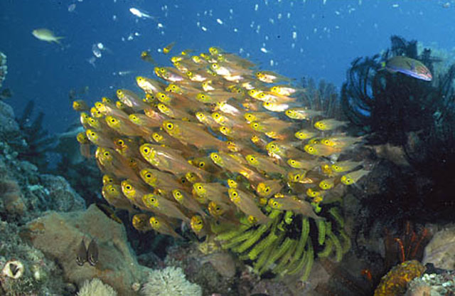 红海副单鳍鱼(Parapriacanthus ransonneti)