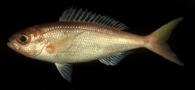 颌鳞副紫鱼(Parapristipomoides squamimaxillaris)