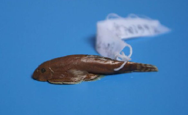 巴马副原腹吸鳅(Paraprotomyzon bamaensis)