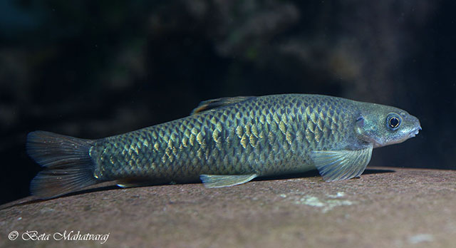 印尼副裸吻鱼(Parapsilorhynchus discophorus)