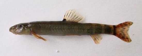 土库曼后南鳅(Paraschistura cristata)