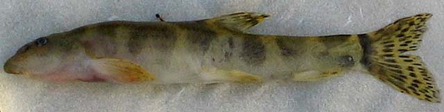 萨加副南鳅(Paraschistura kessleri)