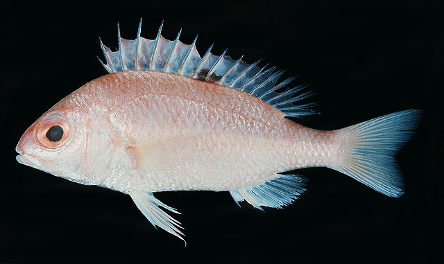 斑鳍副眶棘鲈(Parascolopsis aspinosa)