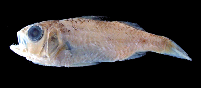 锯棘尖牙鲈(Parascombrops serratospinosus)