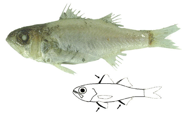 棘尖牙鲈(Parascombrops spinosus)